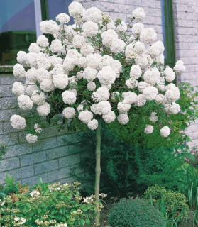 Viburnum 'Eskimo' 100cm kmienok